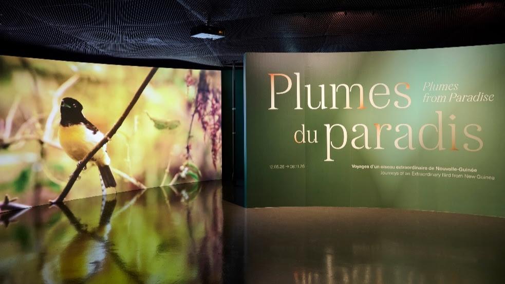 Au musée du quai Branly, l’épopée fascinante des paradisiers
