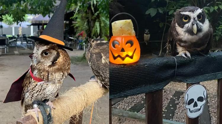 Halloween no Mangal: Corujas ganham alimentação especial, e espaços recebem decoração temática