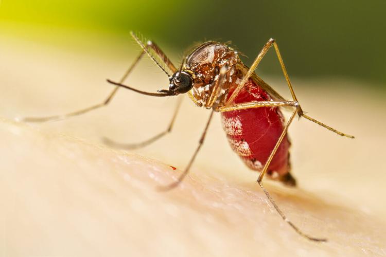 Governo do Rio decreta epidemia de Dengue: em Nova Friburgo a situação é preocupante