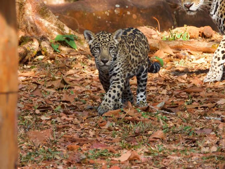 'Xingu': filhote de onça-pintada será apresentado ao público pela 1º vez em bioparque no Pará