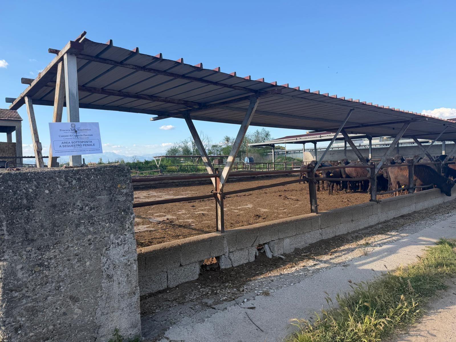 Blitz ambientale a Capaccio Paestum: sequestrata azienda zootecnica per scarichi illeciti di reflui
