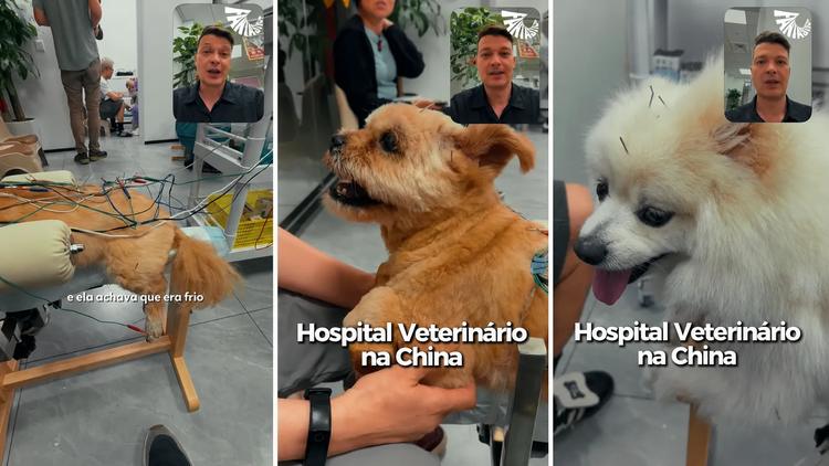 Na China, gato faz acupuntura após cair do 20º andar e perder movimentos; veja usos de medicina tradicional chinesa em pets