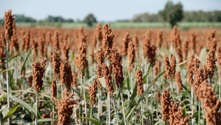 Sorghum Wax Gene Could Aid Drought-Tolerant Crops