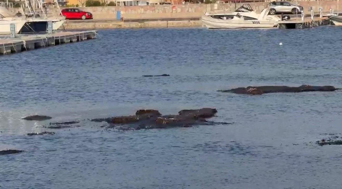 Porto di Casal Velino, al via i lavori di manutenzione straordinaria: scattano i divieti di accesso e ormeggio