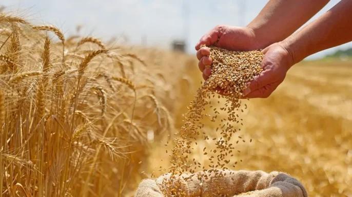 بعد سنوات الجفاف.. أمطار 2026 تعيد الأمل إلى الحبوب المغربية