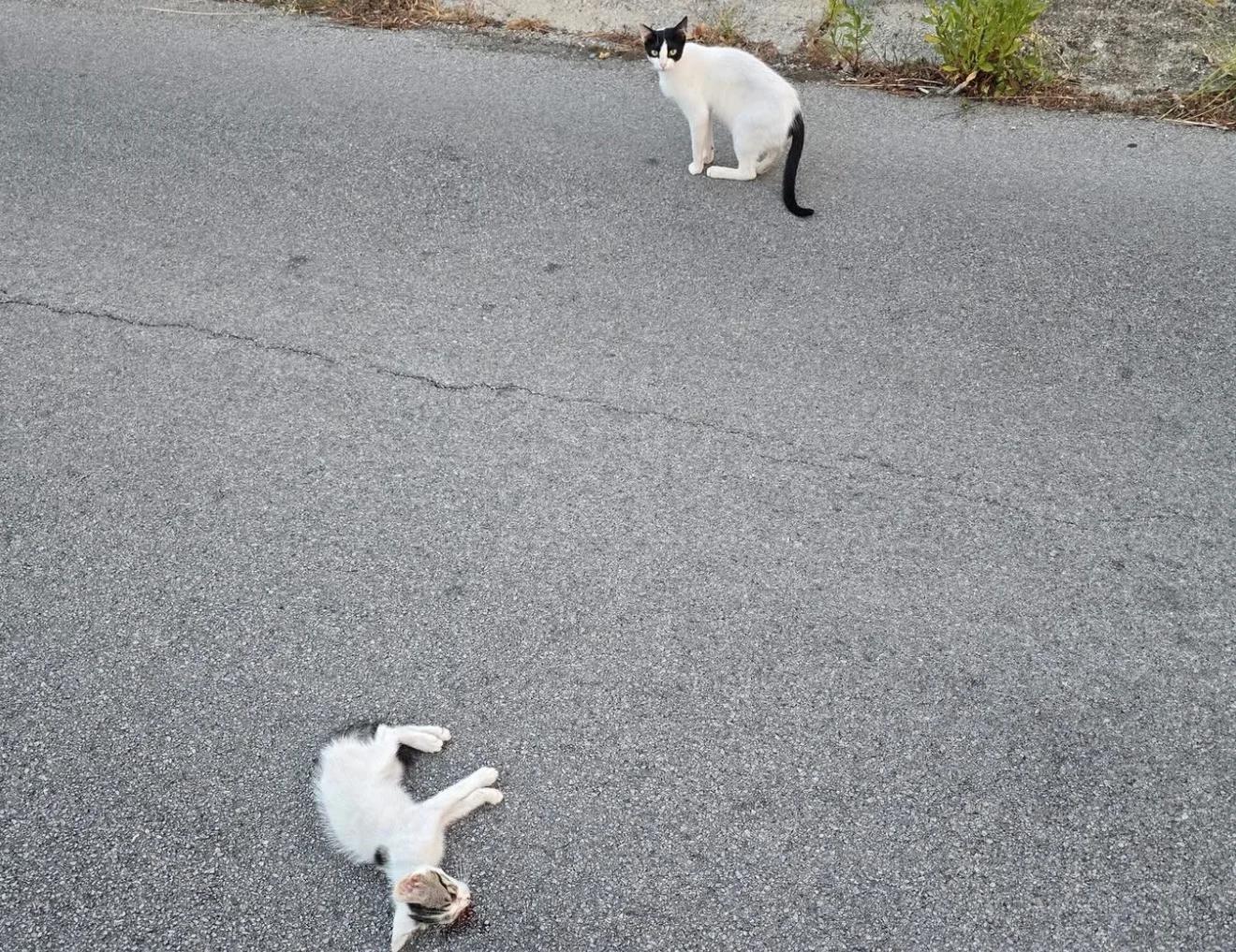 Gattino investito tra Ogliastro ed Agropoli, la madre lo veglia in strada