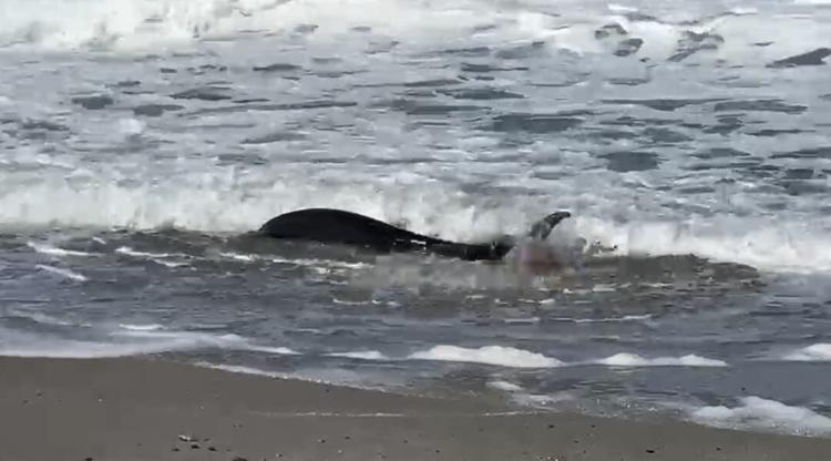 Delfino spiaggiato a San Saba: due uomini tentano di salvarlo: dopo diversi ritorni a riva ha ripreso il largo