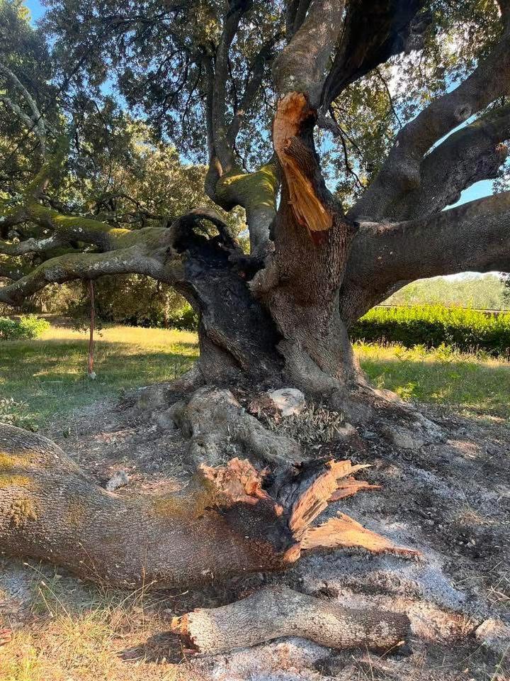 Incendiato il Leccio di Belmonte, albero monumentale di oltre 600 anni