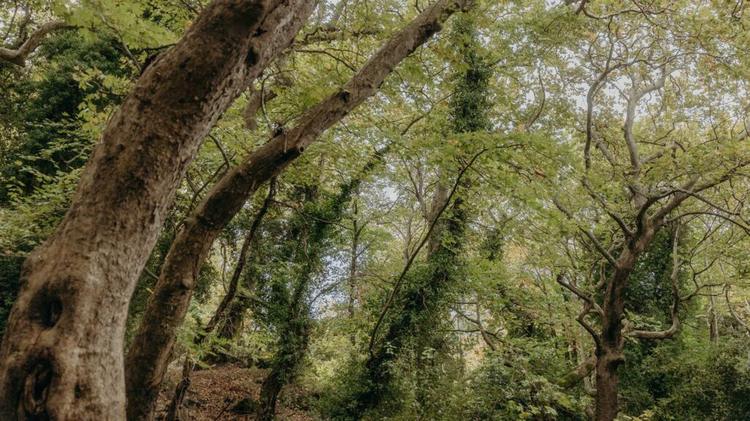 Held By Earth: Rooted Sound for Embodied Listening