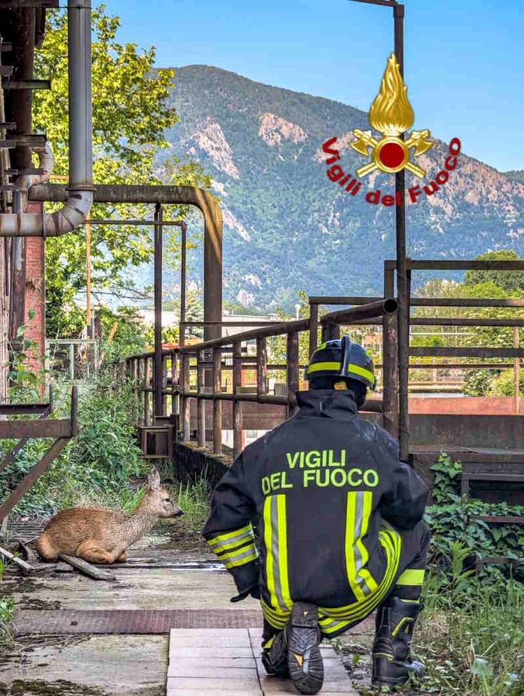 avigliana capriolo salvato da vigili del fuoco