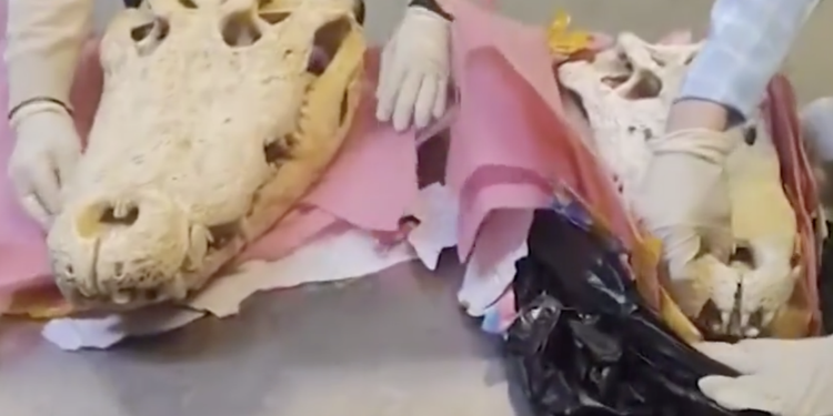 Teschi di coccodrillo importati senza autorizzazione dalla Cambogia, scatta il sequestro a Malpensa