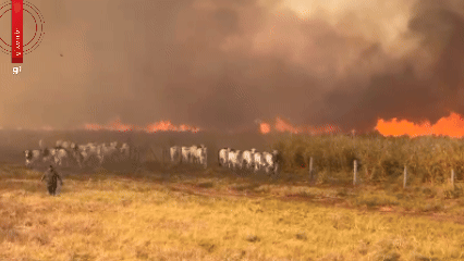 VÍDEO: incêndio que já dura três dias  avança por áreas rurais e faz gado fugir em Jangada (MT)