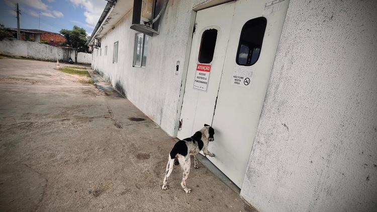 Companheiro: cão 'faz plantão' em frente até tutor receber alta médica em Rio Largo