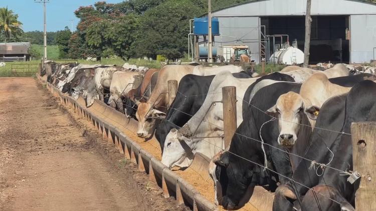 Produtores rurais têm até segunda-feira, 3, para atualizar cadastro de rebanhos no Pará