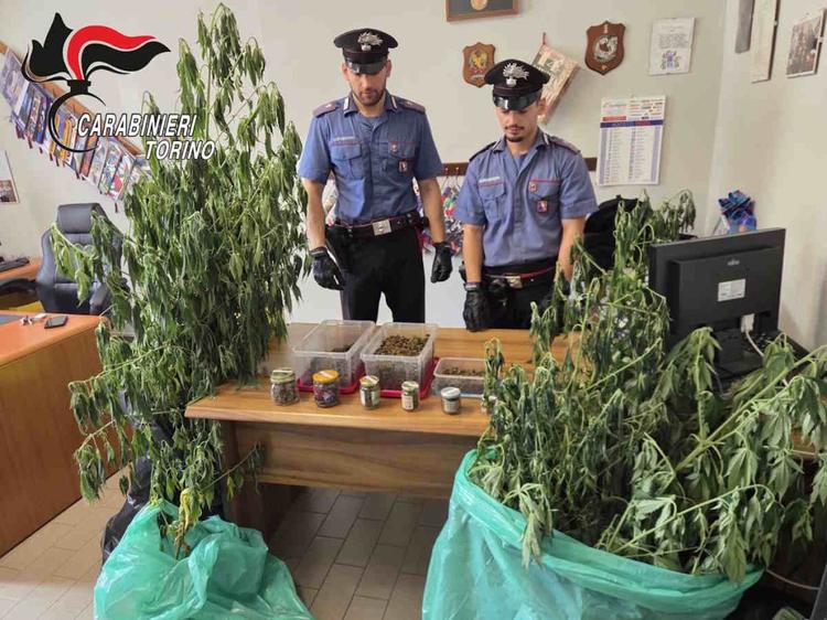 Cuorgnè coltivava marijuana