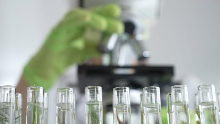 Close up of test tubes with a scientist analyzing plant samples in test tubes with a microscope, conducting research in a laboratory.