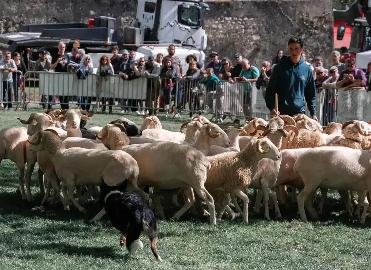 Tarascon-sur-Ariège : bientôt le coup d’envoi de la Foire de printemps, entre traditions, élevage de montagne et animations