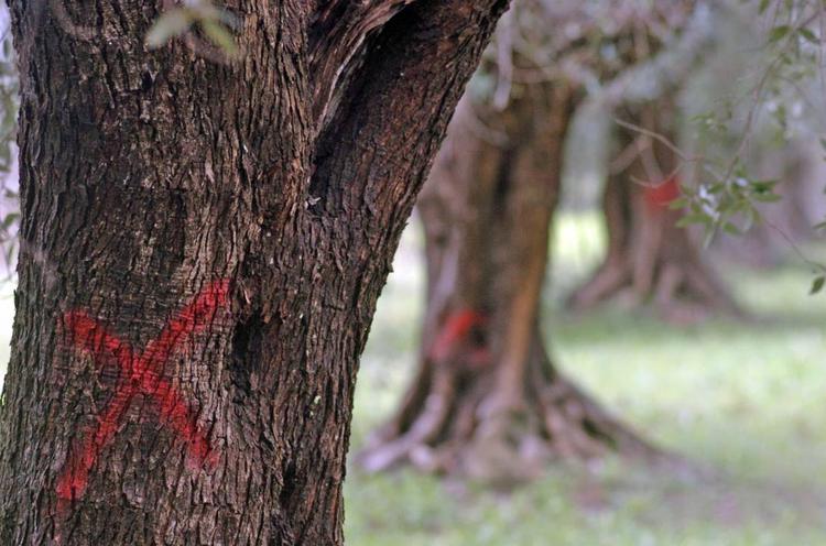 "Xylella, persi 10 anni e mezzo miliardo. Emiliano ne risponda"