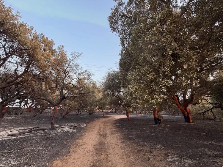 🌲🔥 In questi giorni il nostro territorio è stato colpito da un evento che addolora profondamente l’intera comunità. L’...