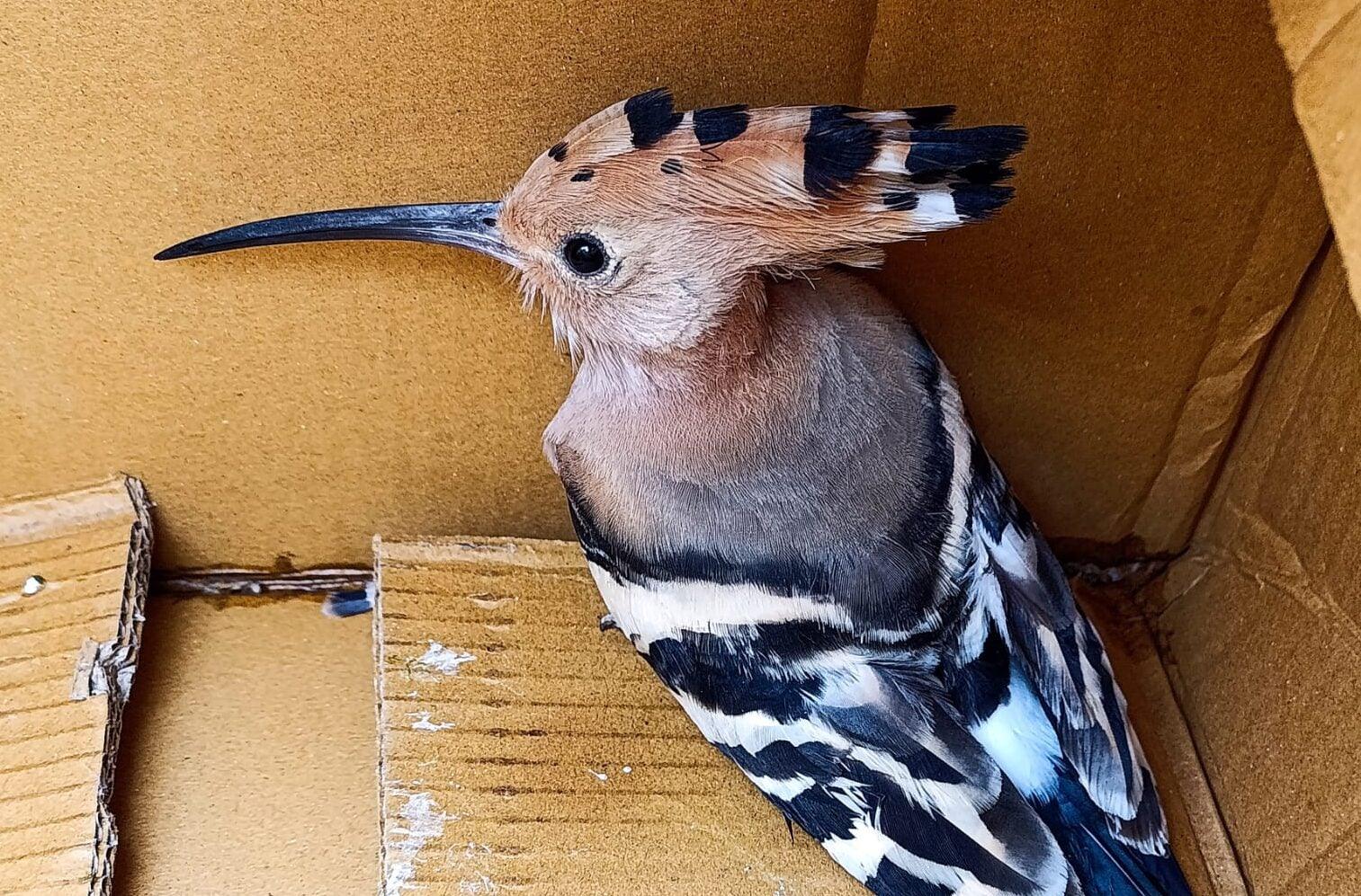 Soccorso nel porto di Salerno: upupa intrappolata in una struttura sanitaria