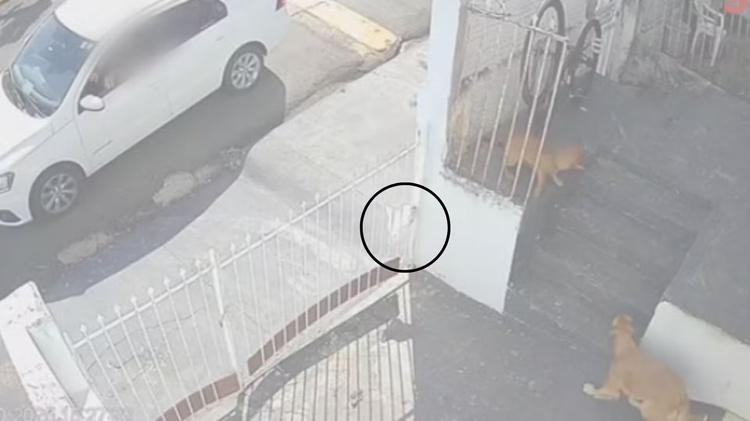 Homem é condenado por envenenar cães com ‘chumbinho’ no interior de SP