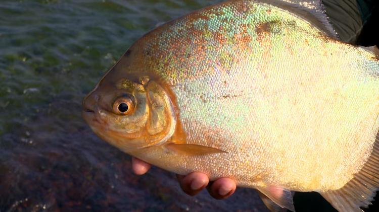 Estudo aponta reserva biológica no Bailique como berçário de diferentes espécies de peixes