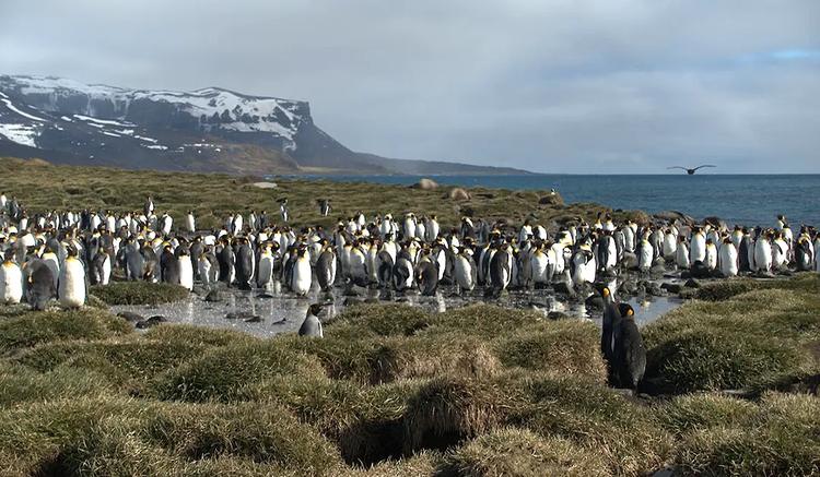 H5-Vogelgrippe dezimiert Wildtiere auf Heard Island