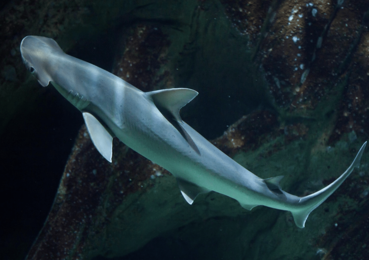 Mississippi Aquarium to host ‘Shark Weekend’ ahead of Discovery’s ‘Shark Week’