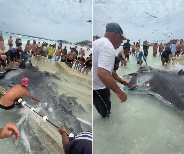Pescadores se mobilizam e salvam raia gigante presa em rede de pesca em Arraial do Cabo: 'Foi embora, solta e com vida'; VÍDEO