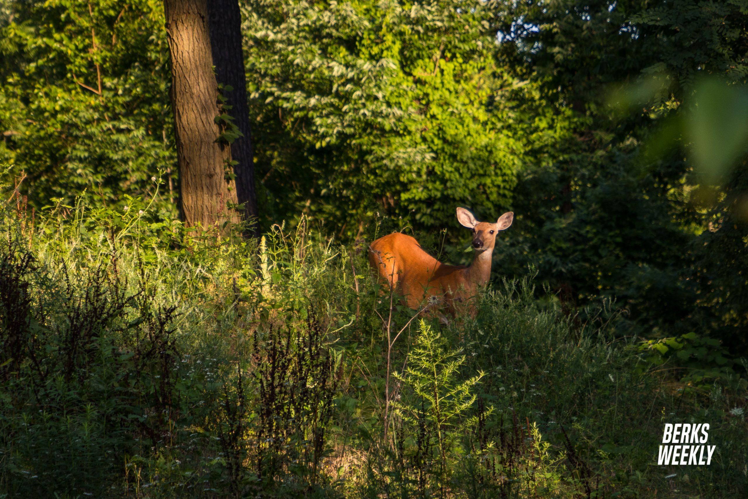 Mt. Penn & Antietam Lake Park Deer Management Program to begin on September 19