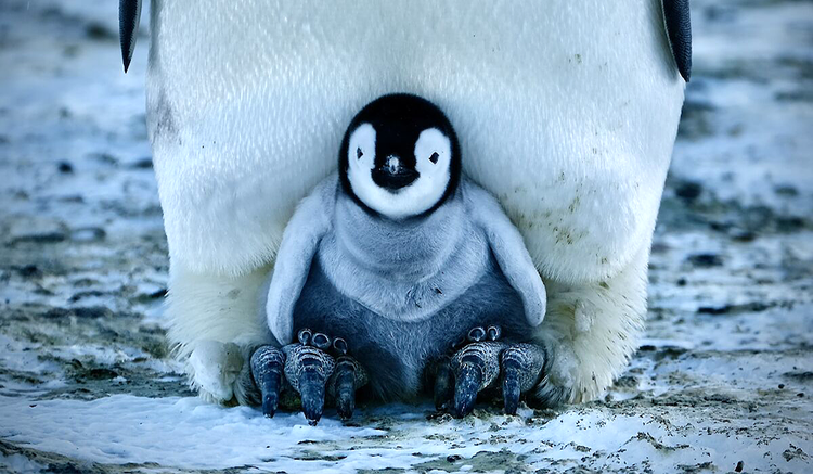 The first emperor penguin chicks have arrived