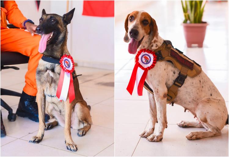Cadelas 'bombeiras' com habilidades para salvar vidas ganham certificado nacional