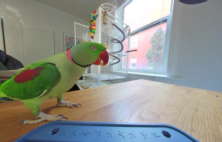 a photo of a parrot captured by the birdbuddy home