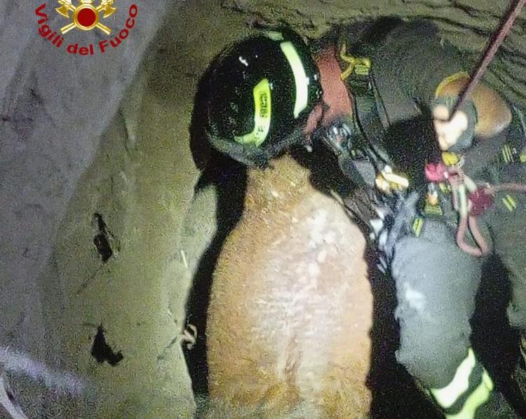 Vigili del fuoco salvano una mucca caduta in un pozzo. Le foto
