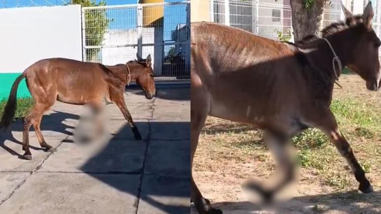 Cavalo ferido abandonado perto de escola é resgatado após denúncia de moradores em Teresina