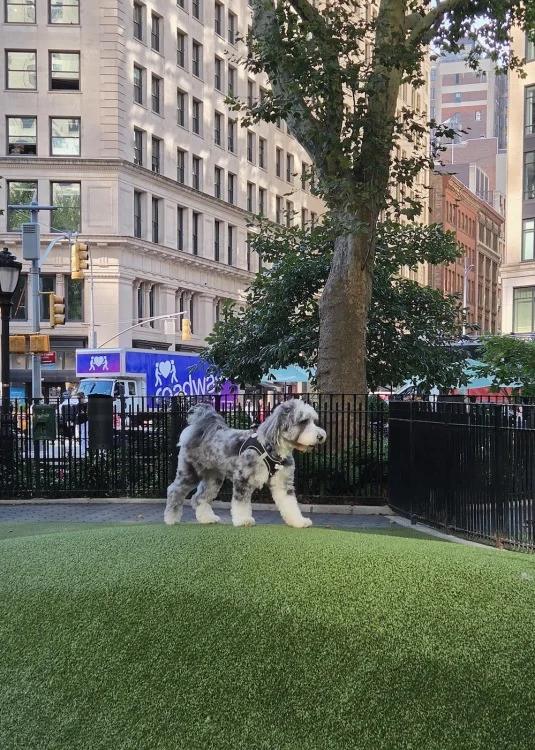 a dog stands on a hill in a beam of sunlight at a dog park in new york city