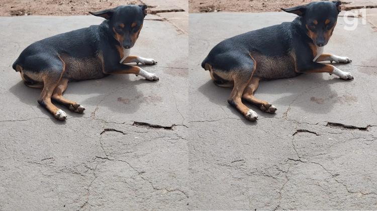 Cadela morre após ser atropelada na calçada de casa em Imperatriz; VÍDEO