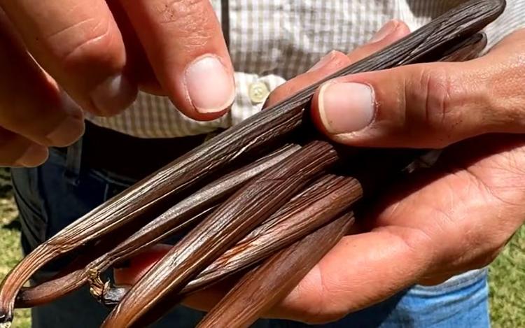 Até R$ 10 mil o quilo: agricultores da Serra dos Pirineus investem na produção de baunilha, em Goiás