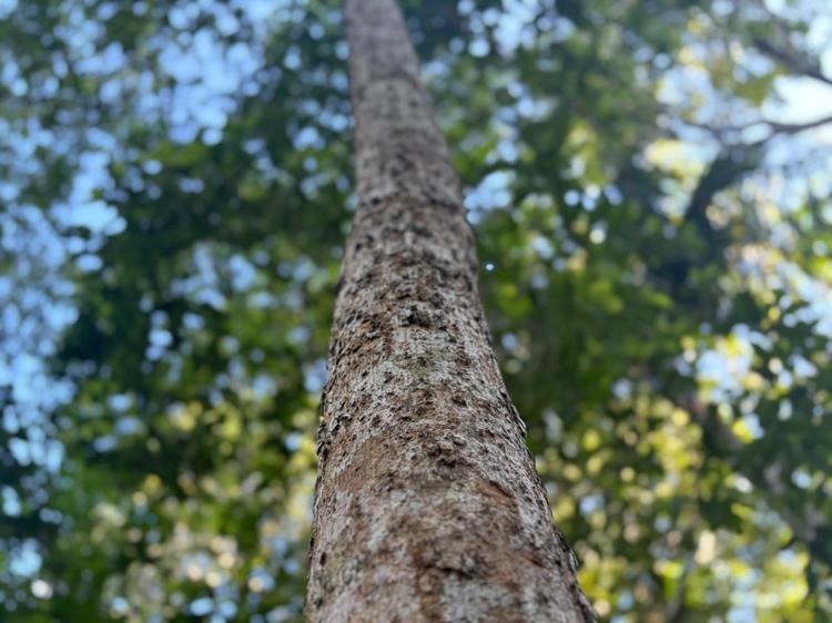 Amapá registra 4 km² de desmatamento e se mantém entre os menos afetados da Amazônia