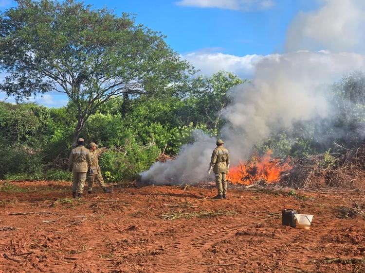 Fazenda da maconha: Polícia Civil diz que operação de destruição e incineração de droga foi concluída e explica plantas enterradas