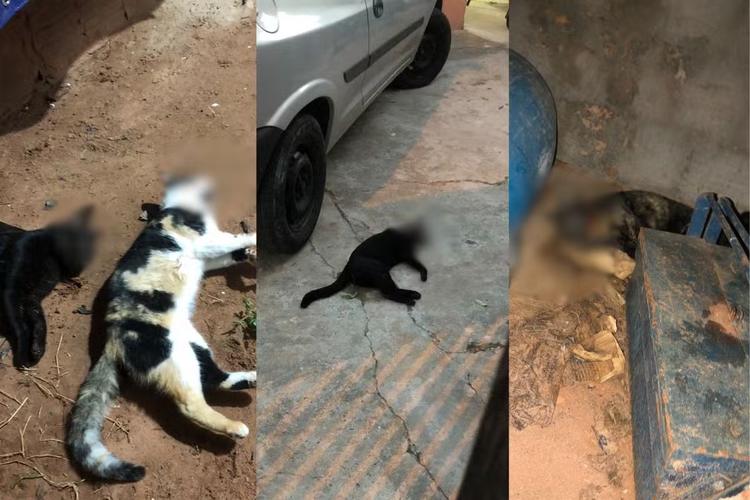 Polícia Civil investiga casos de maus-tratos após animais serem encontrados mortos em Lucélia