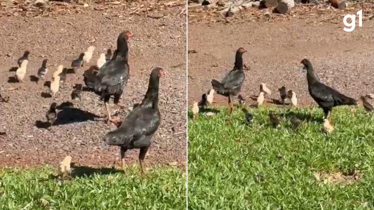 'Casal de galinhas' choca no mesmo ninho e cuida de 25 pintinhos no Noroeste do RS