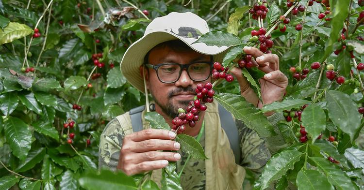 Mudança no clima mobiliza cooperativas de café