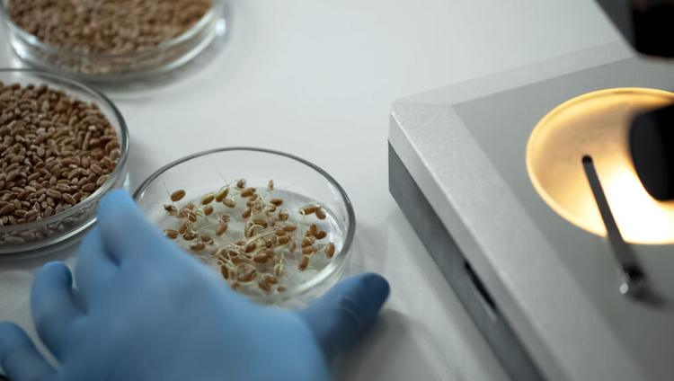 Why Plant Breeding Persistence Matters in Seeds