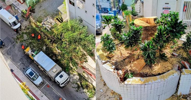 Moradora questiona remoção de árvore com quase 80 anos no bairro Pioneiros, em Balneário Camboriú