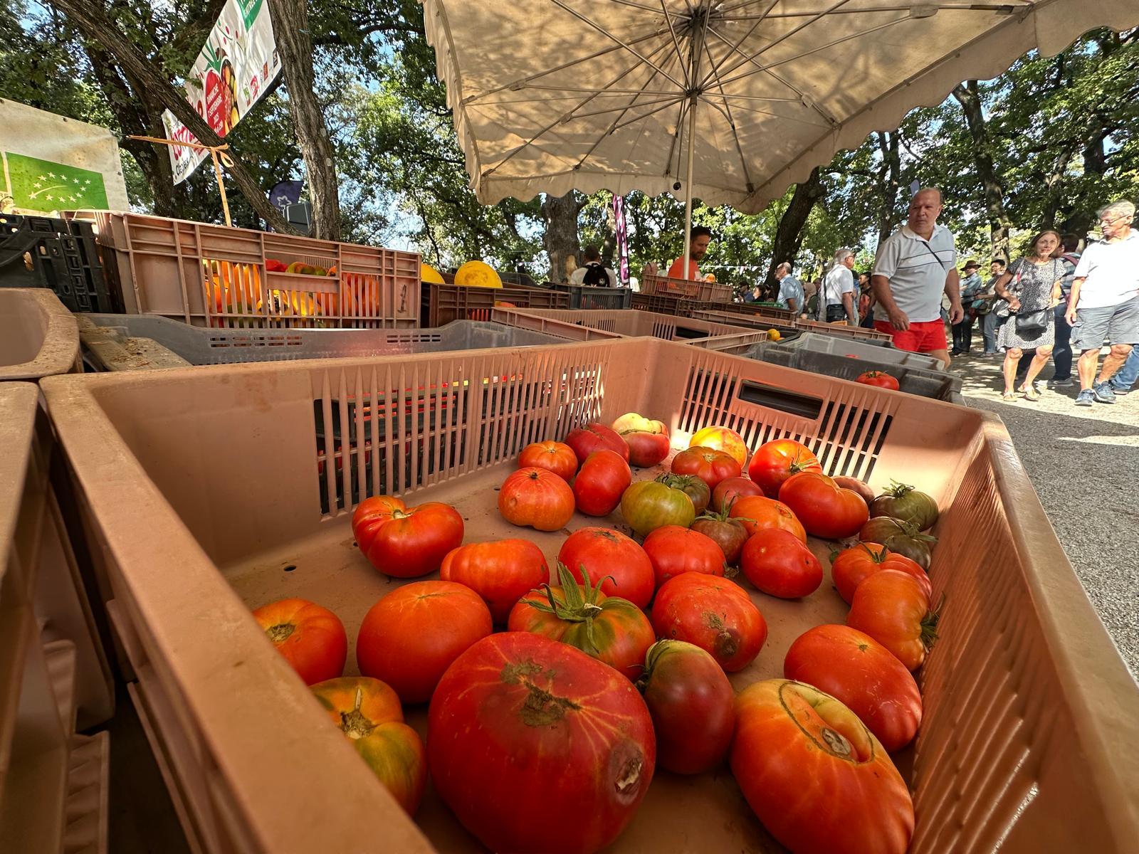 La tomate fait son festival à Clapiers