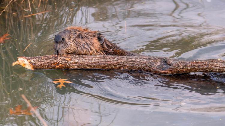 Itawamba County puts bounty on wild beavers