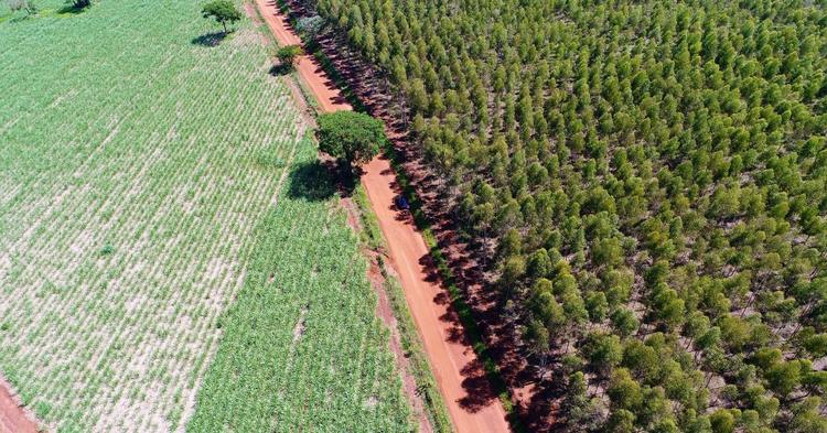 Estudo revela papel do agronegócio na expansão das florestas brasileiras