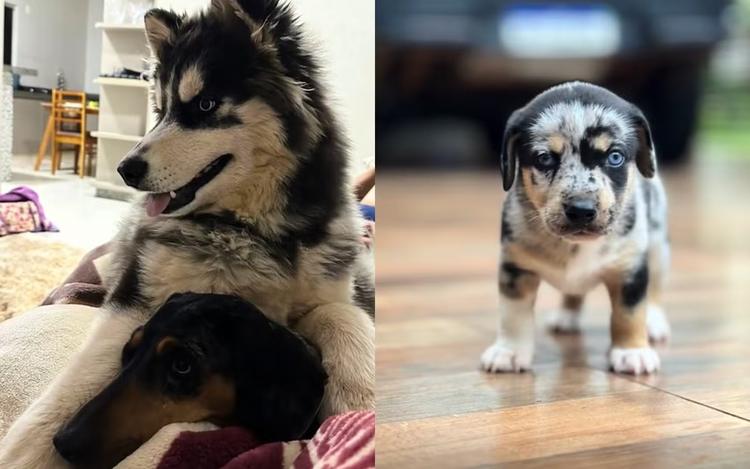 Mistura de&nbsp;husky&nbsp;com salsicha gera filhotes fofos em Goiás: ‘A mistura doida mais perfeita que eu já vi’