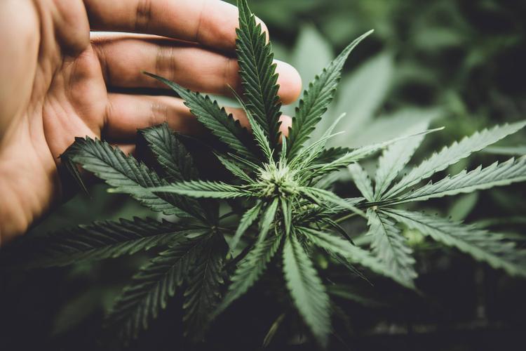 Cannabis pode elevar testosterona e outros hormônios em homens jovens, sugere estudo